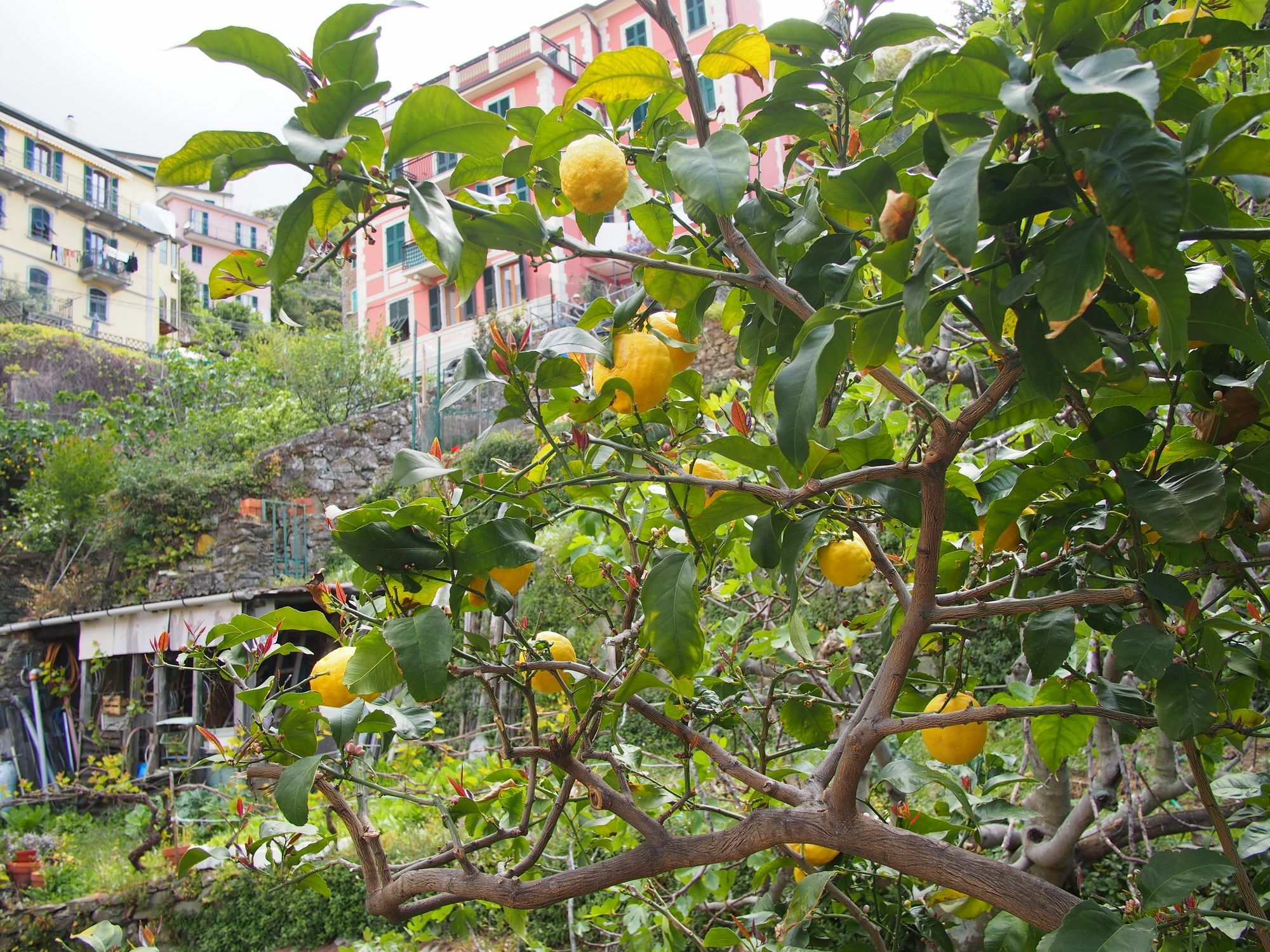 Ciao Bella Rainbow Otel Riomaggiore Dış mekan fotoğraf